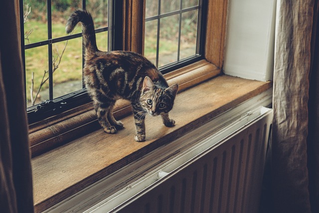 framing with natural window light